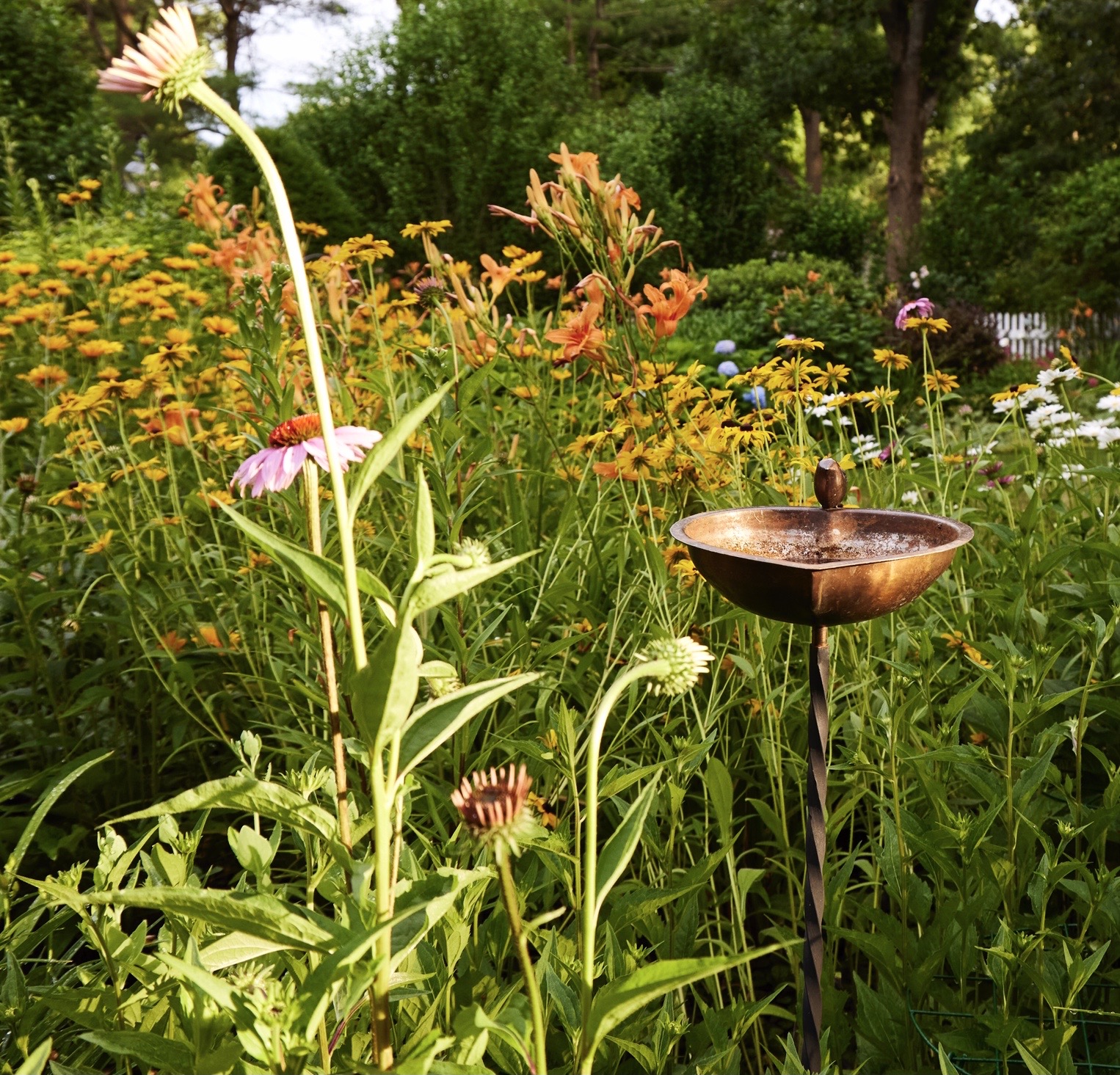 Wildlife pollinator and native planting Newburyport ma New England gardens