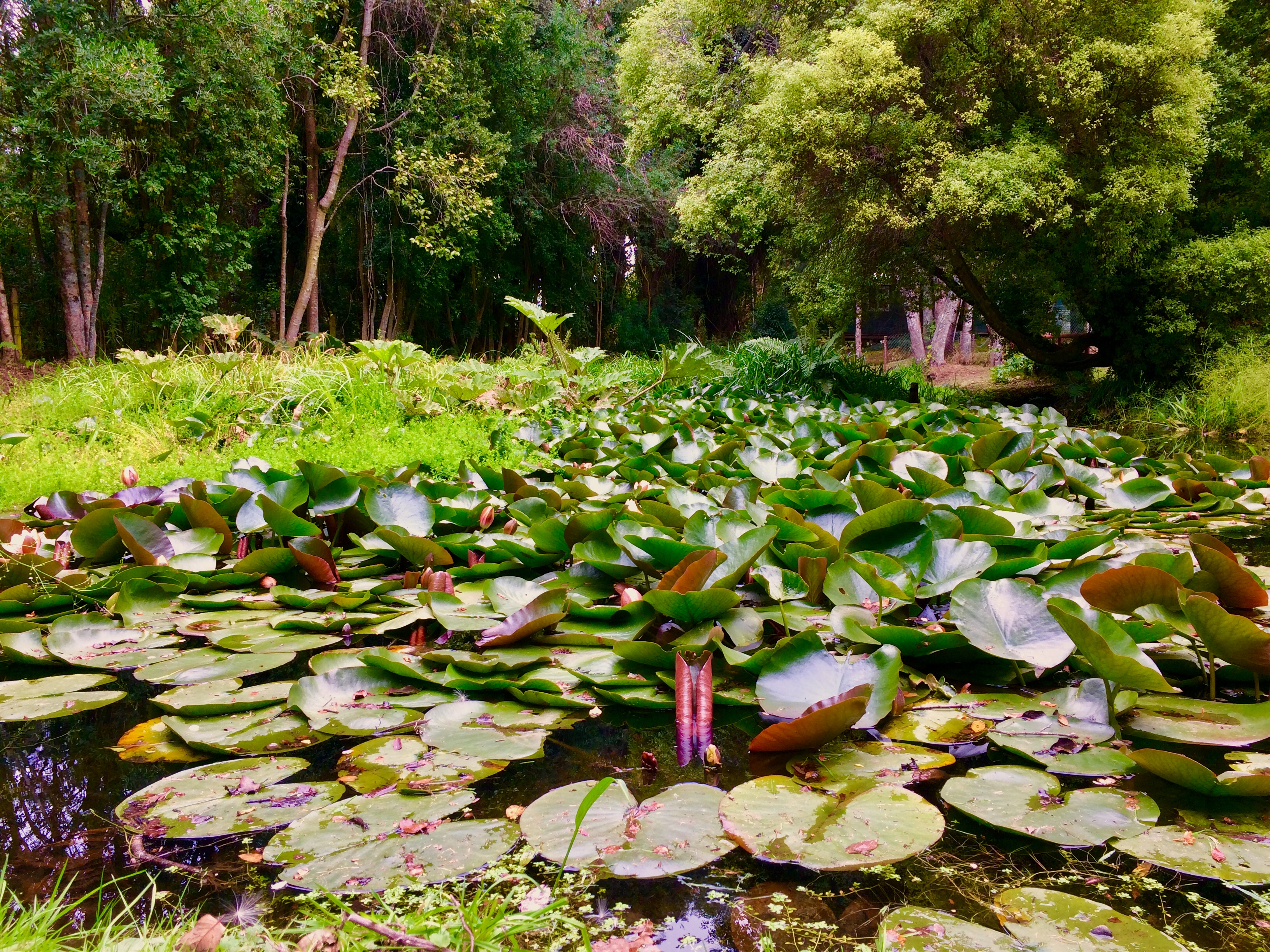 Water garden with lily pads in a shaded pond, part of sustainable landscape design