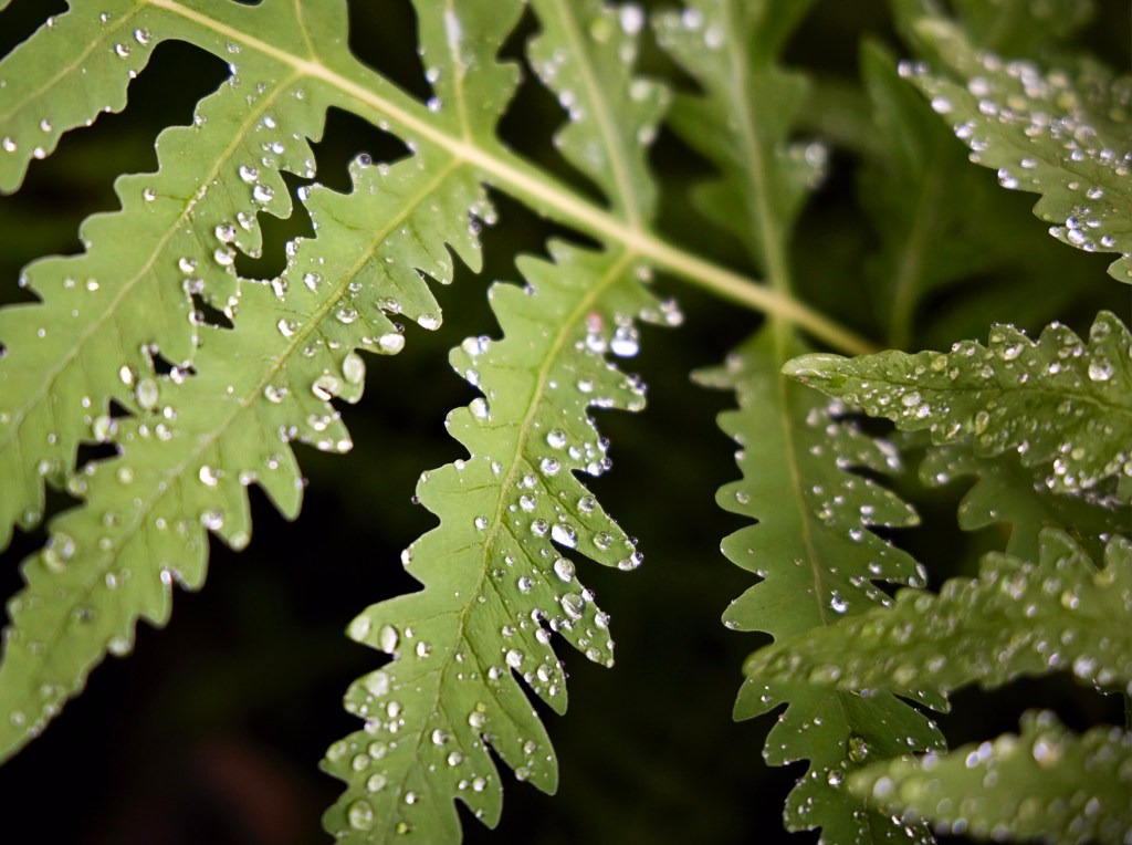 Garden. Planting. Landscaping. Perennial. Annual. Landscape. Garden Design. Pruning. Transplanting. Outdoor Design.