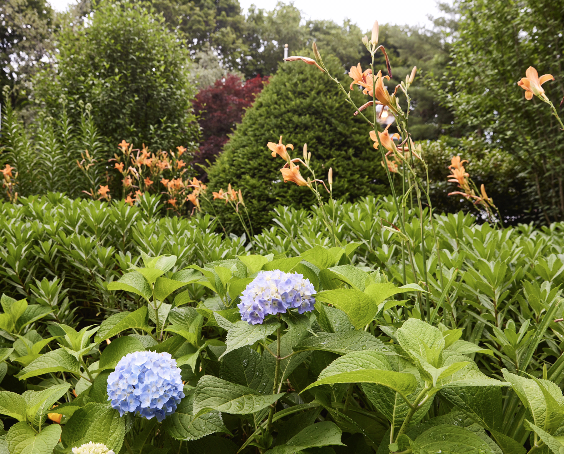 Garden design, spruce, tiger lily, colorful perennial, Newbury Ma, landscaping