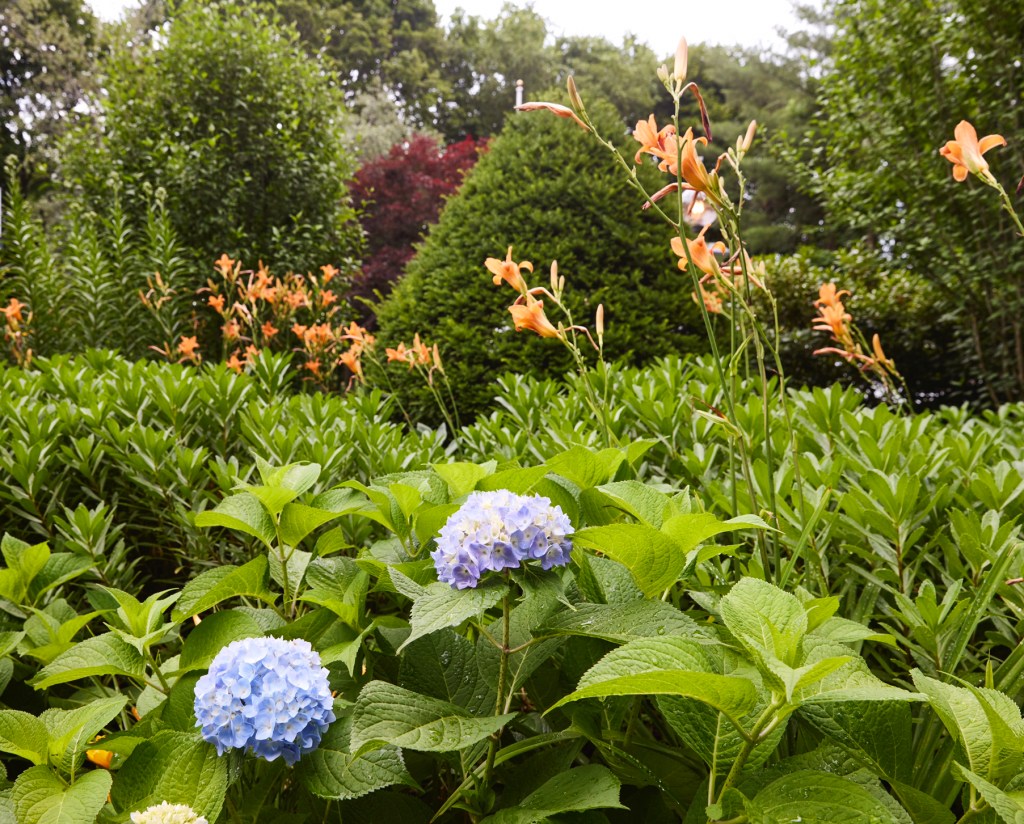 Garden design, spruce, tiger lily, colorful perennial, Newbury Ma, landscaping