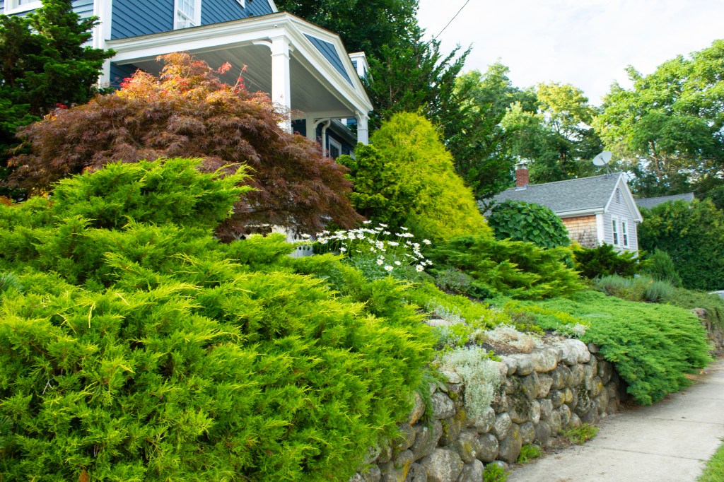 Spring Protection for Holly, Rhododendrons, Azaleas, and&nbsp;Boxwoods