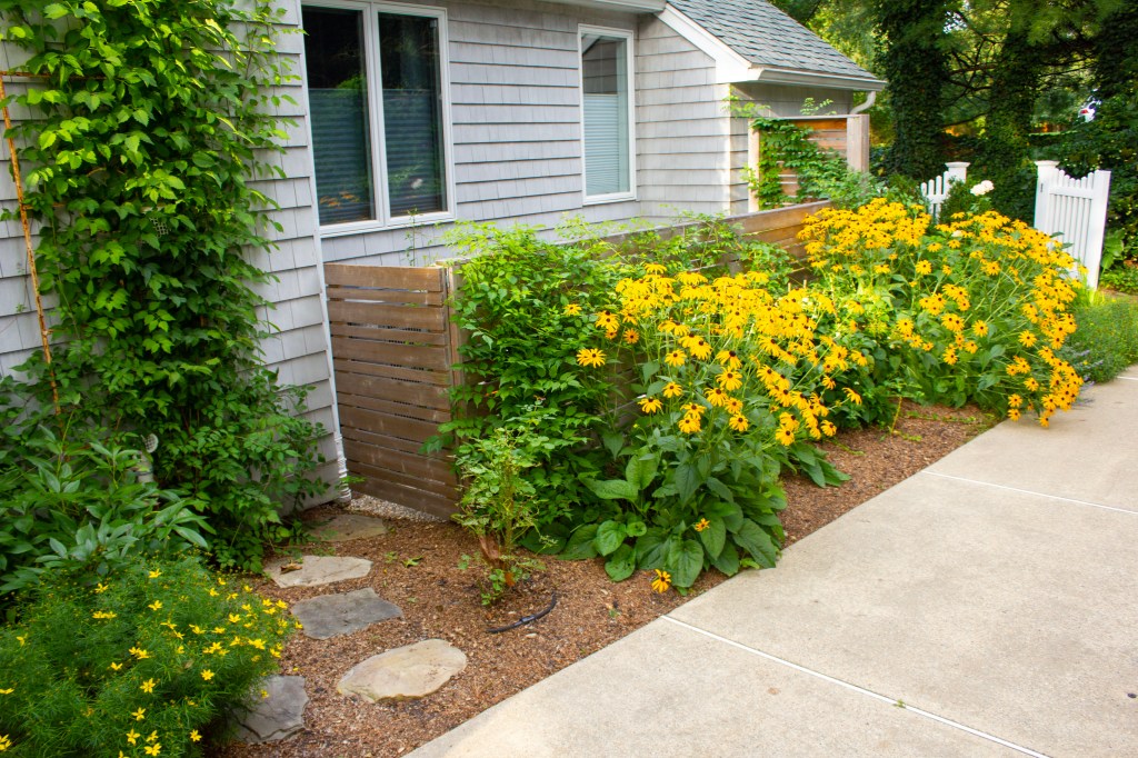 Poolside garden, rudbeckia, lavender, hydrangea hardscaping, jmj gardens