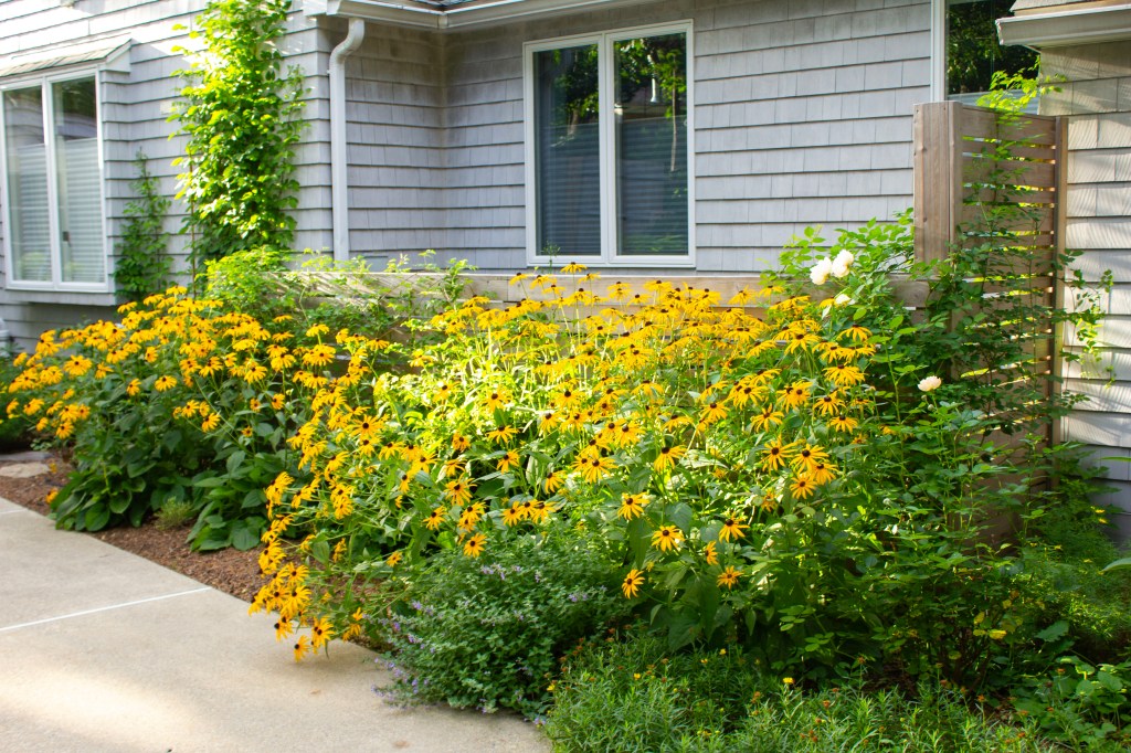 Poolside garden, rudbeckia, lavender, hydrangea hardscaping, jmj gardens
