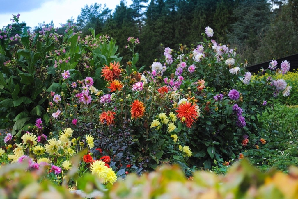 Garden. Planting. Landscaping. Perennial. Annual. Landscape. Garden Design. Pruning. Transplanting. Outdoor Design.