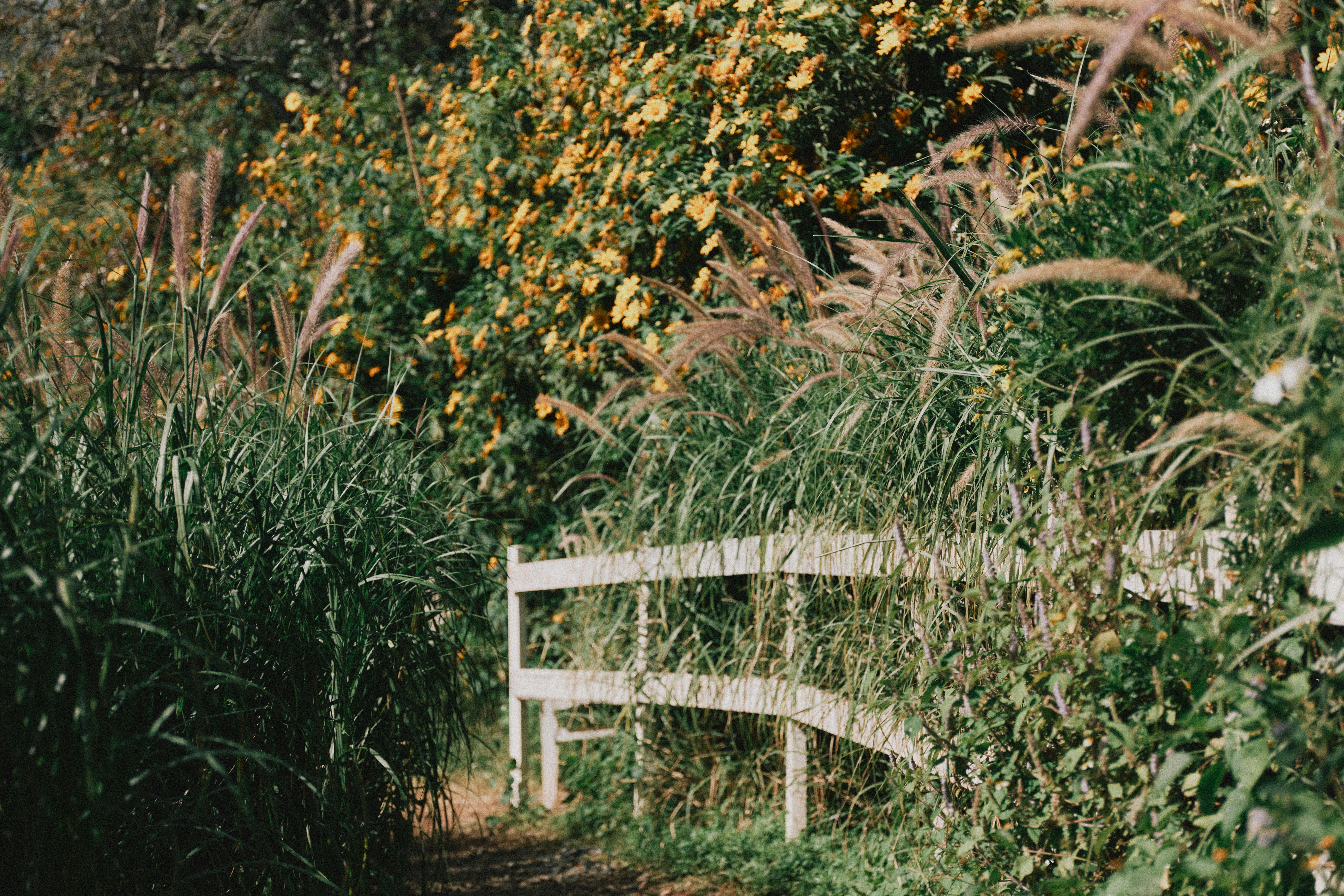 Native grasses garden New Hampshire