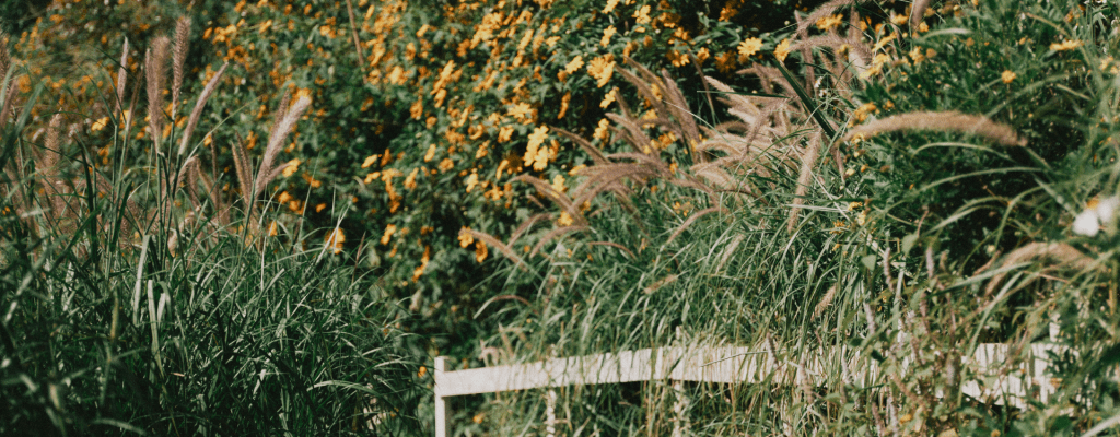 Native Grasses For Sloped&nbsp;Landscapes