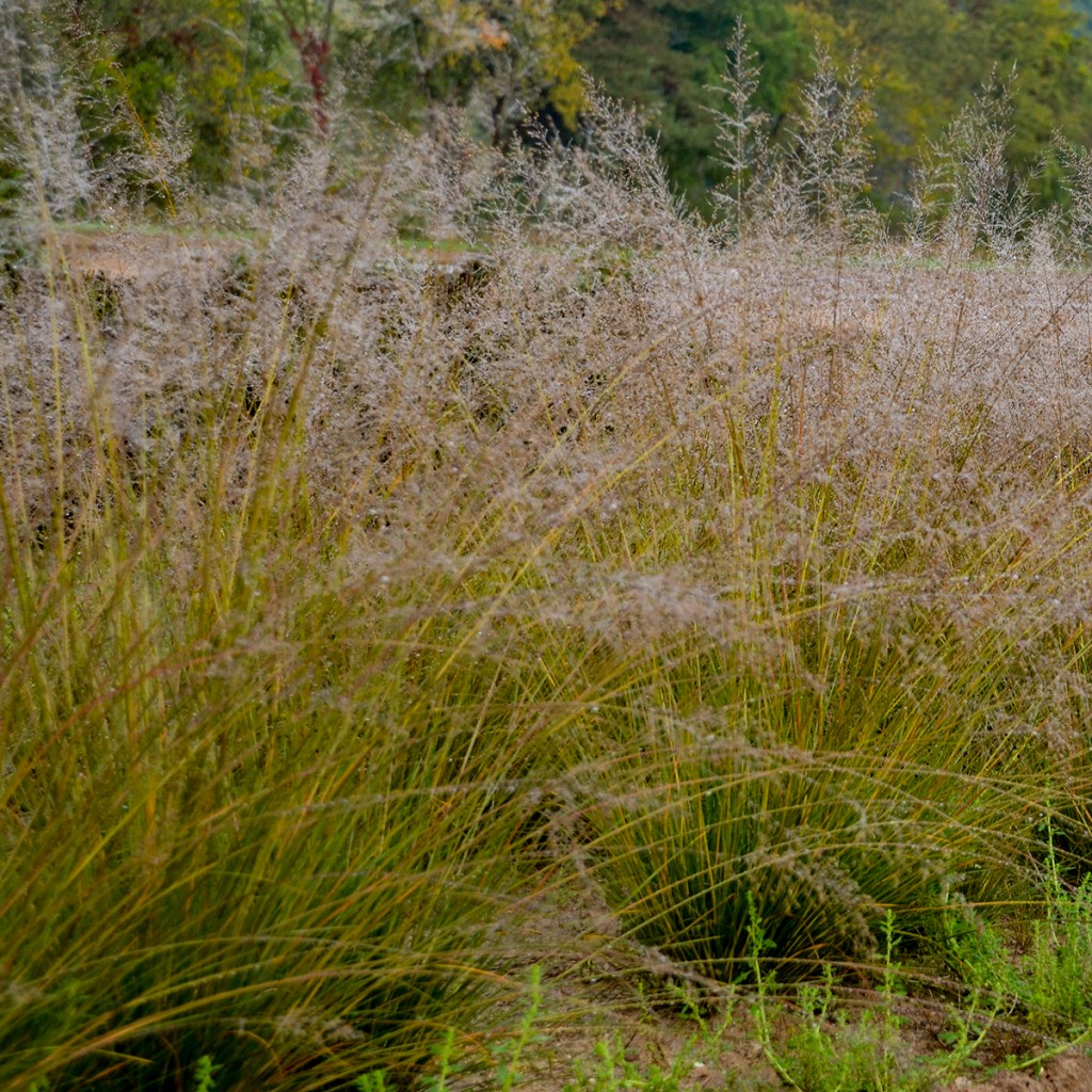 Prairie Dropseed in Garden Landscape