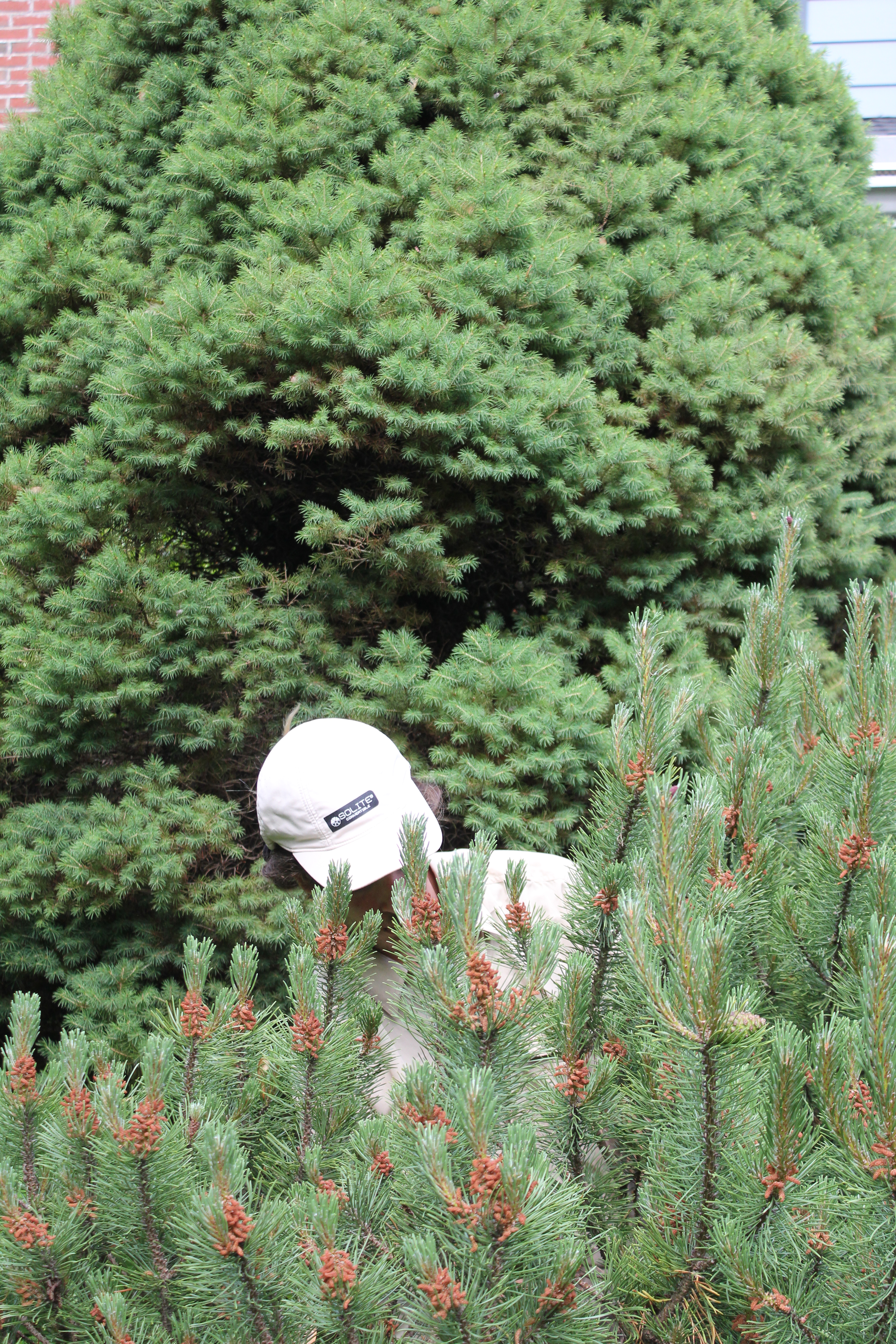 gardening organic solutions newbury ma landscaping