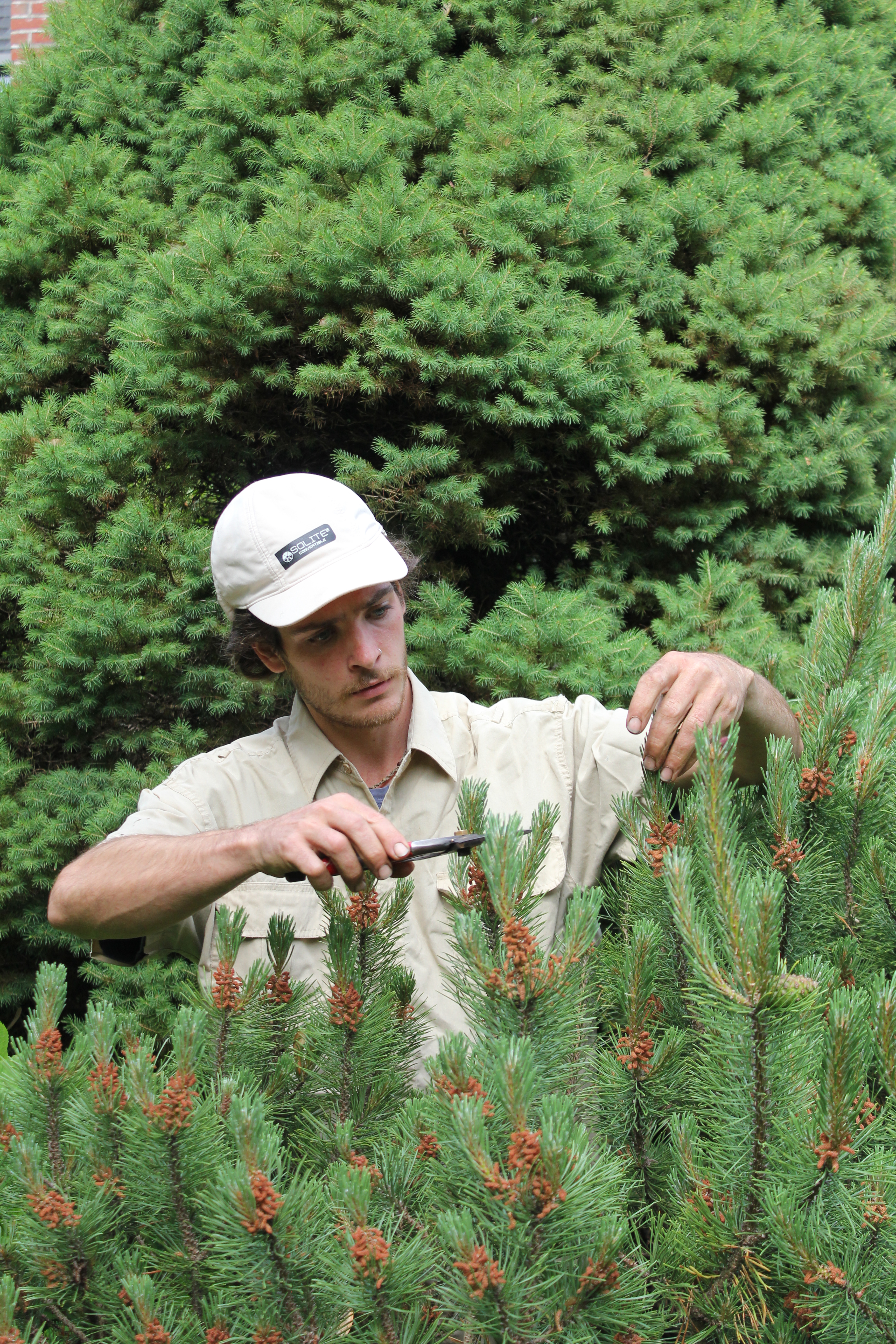 Pruning select hand pruning shrub trimming Newbury ma garden care maintenance