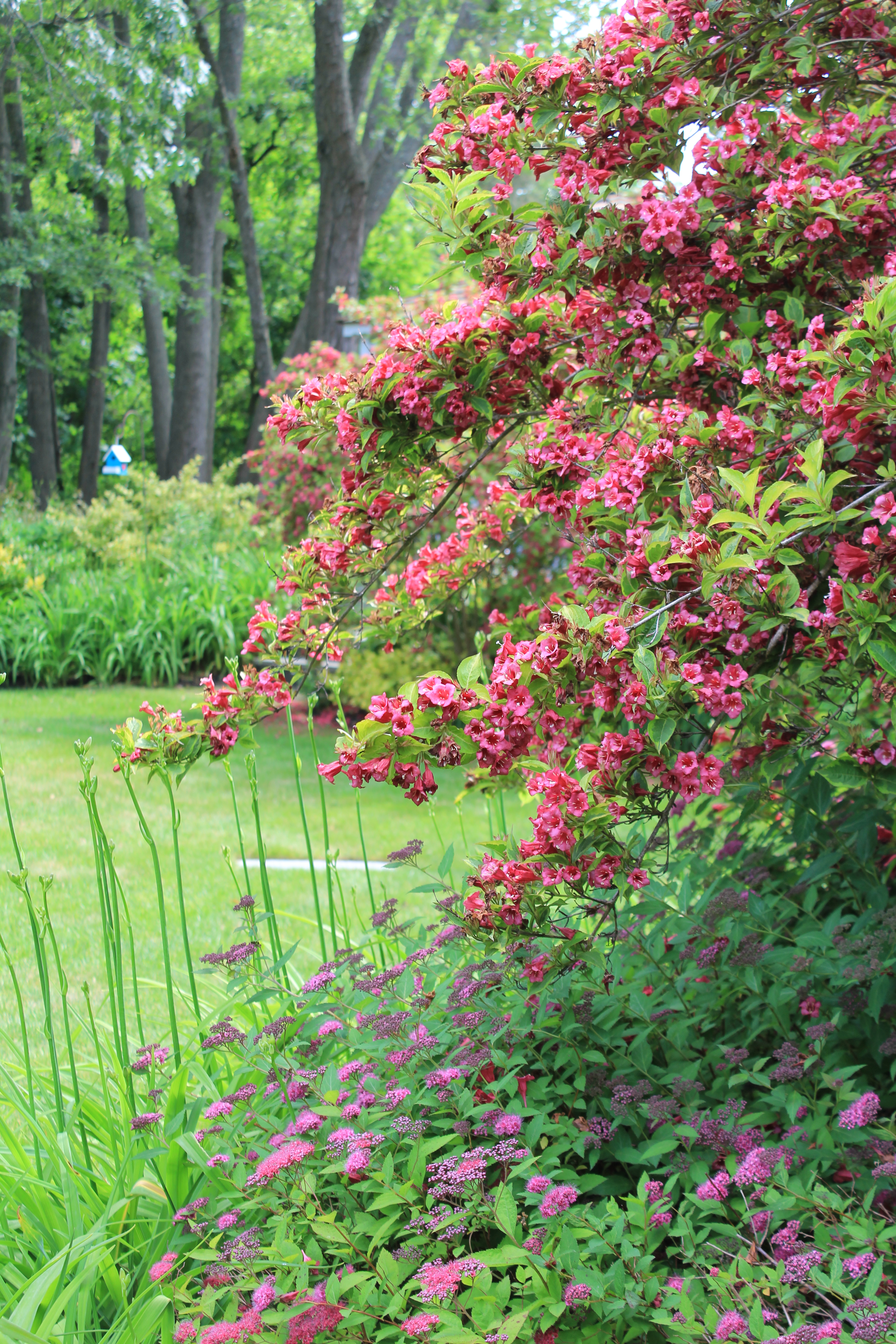 Weigela shrub and perennial garden backyard Newbury ma