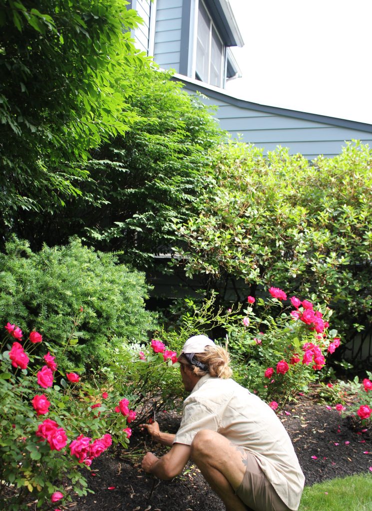 Organic insecticide spraying, New England gardens, disease control, herbicide