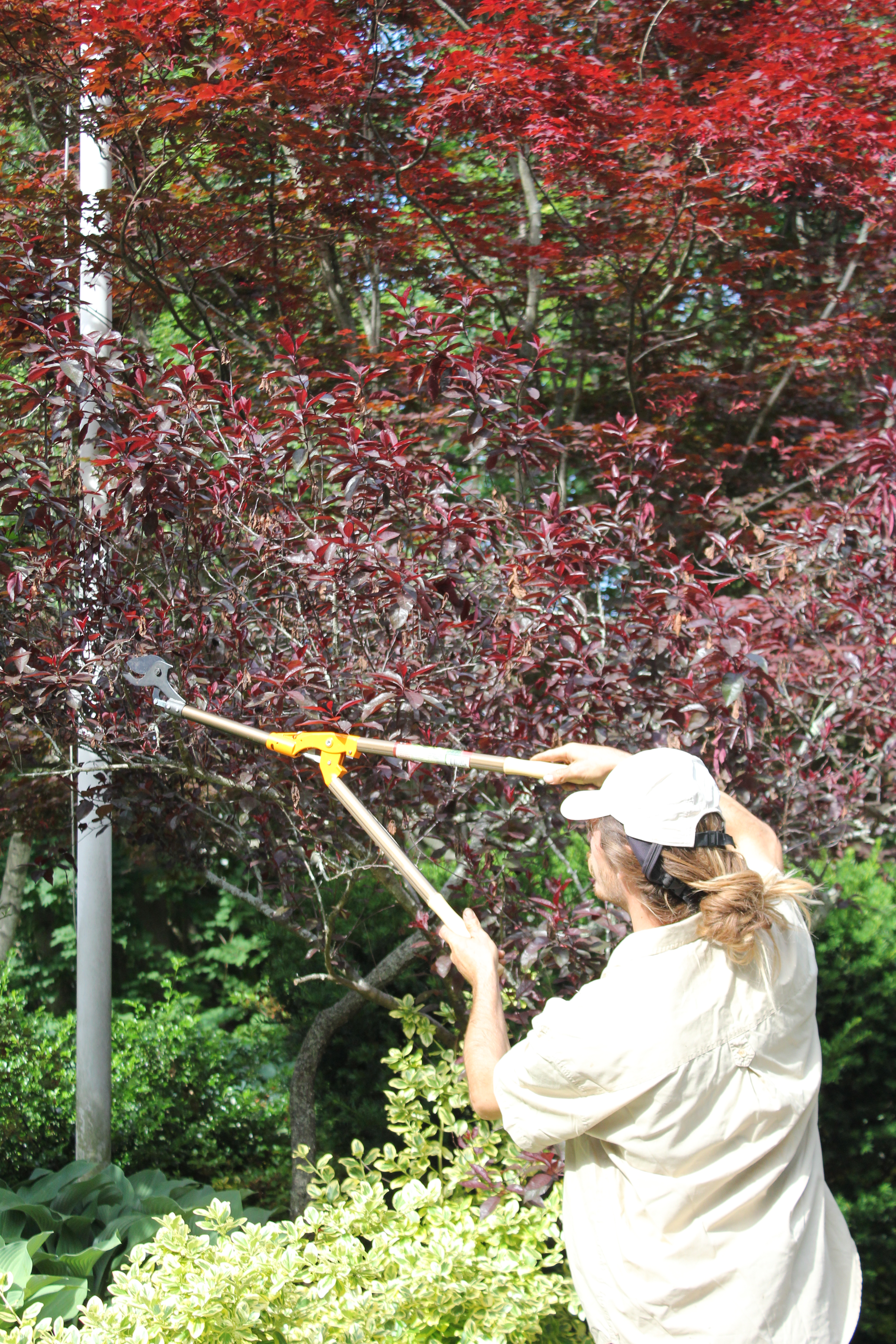 Expert pruning cherry tree select hand pruning maintenance and care garden Newbury ma