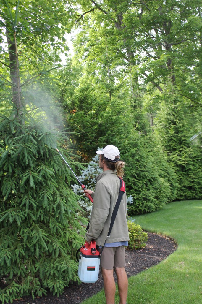 Organic insecticide spraying, New England gardens, disease control, herbicide