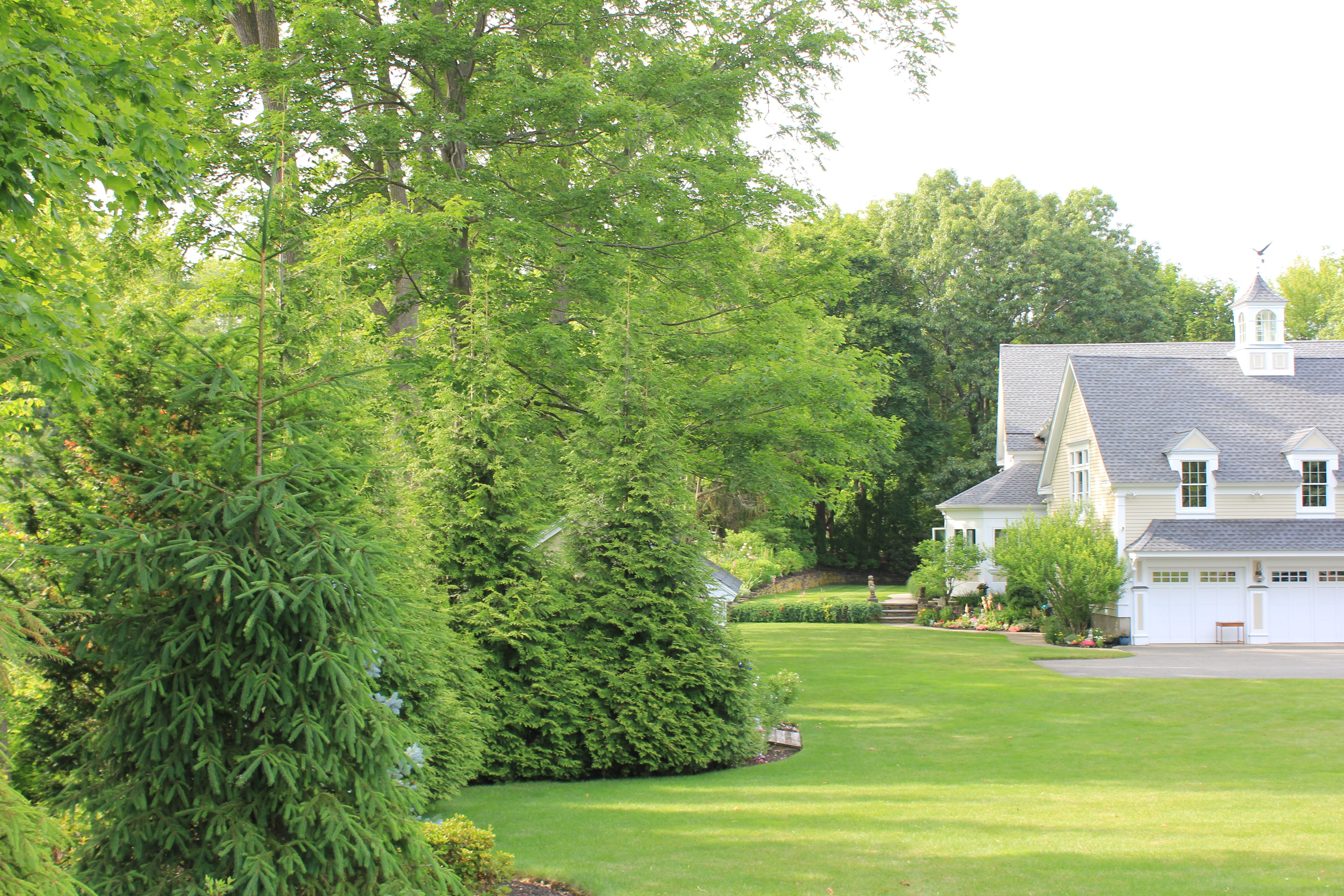 Landscaping, hardscaping, tree planting, evergreen trees