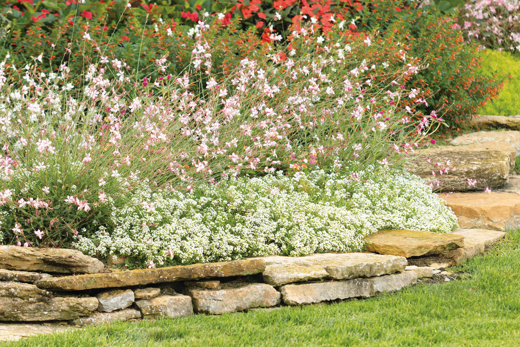 Stone retaining wall with white native flowers and lush green lawn in residential landscape

