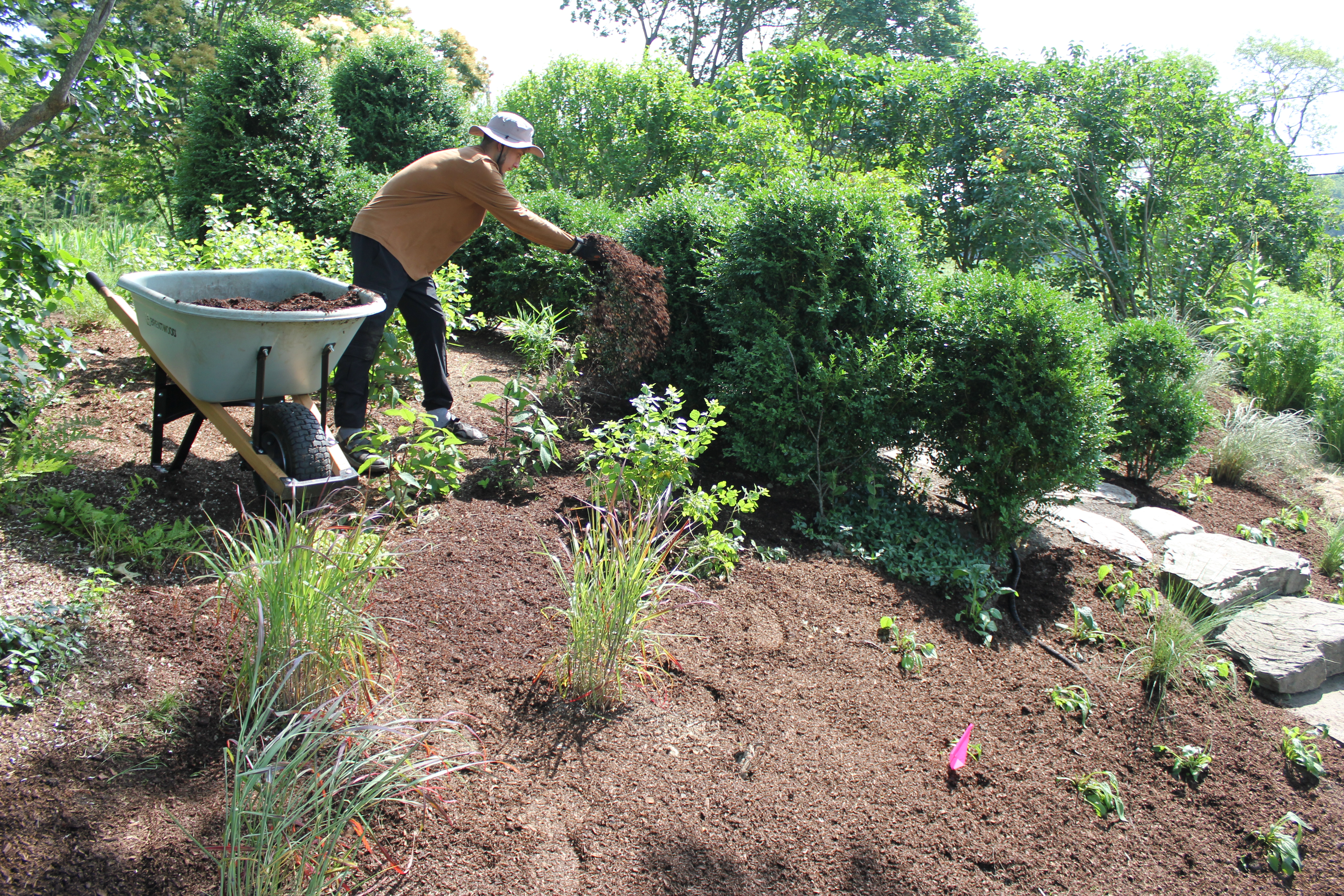 Gardening, mulching, New England, wetland conversation
