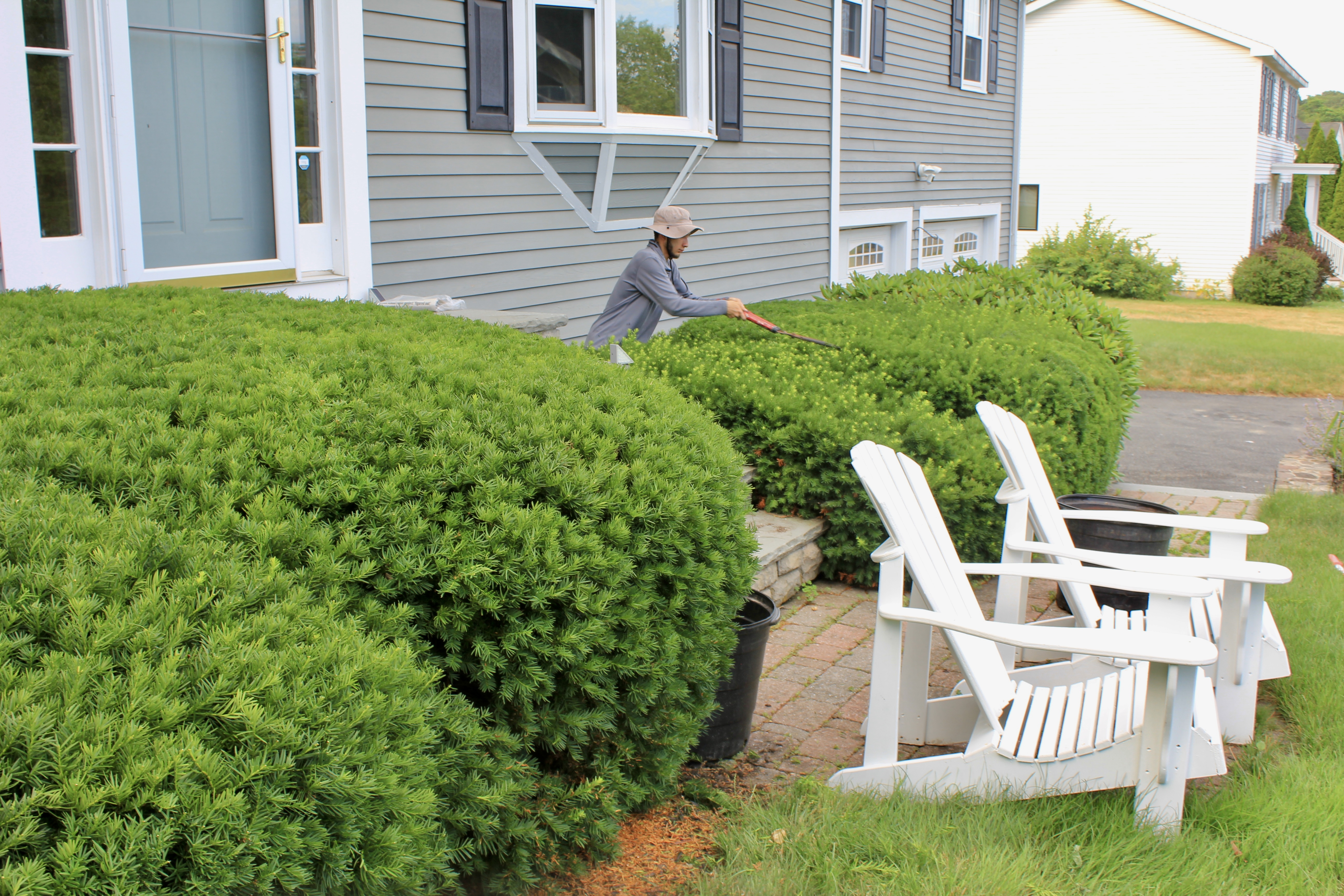 Pruning hedging hand select pruning gardening Newburyport ma
