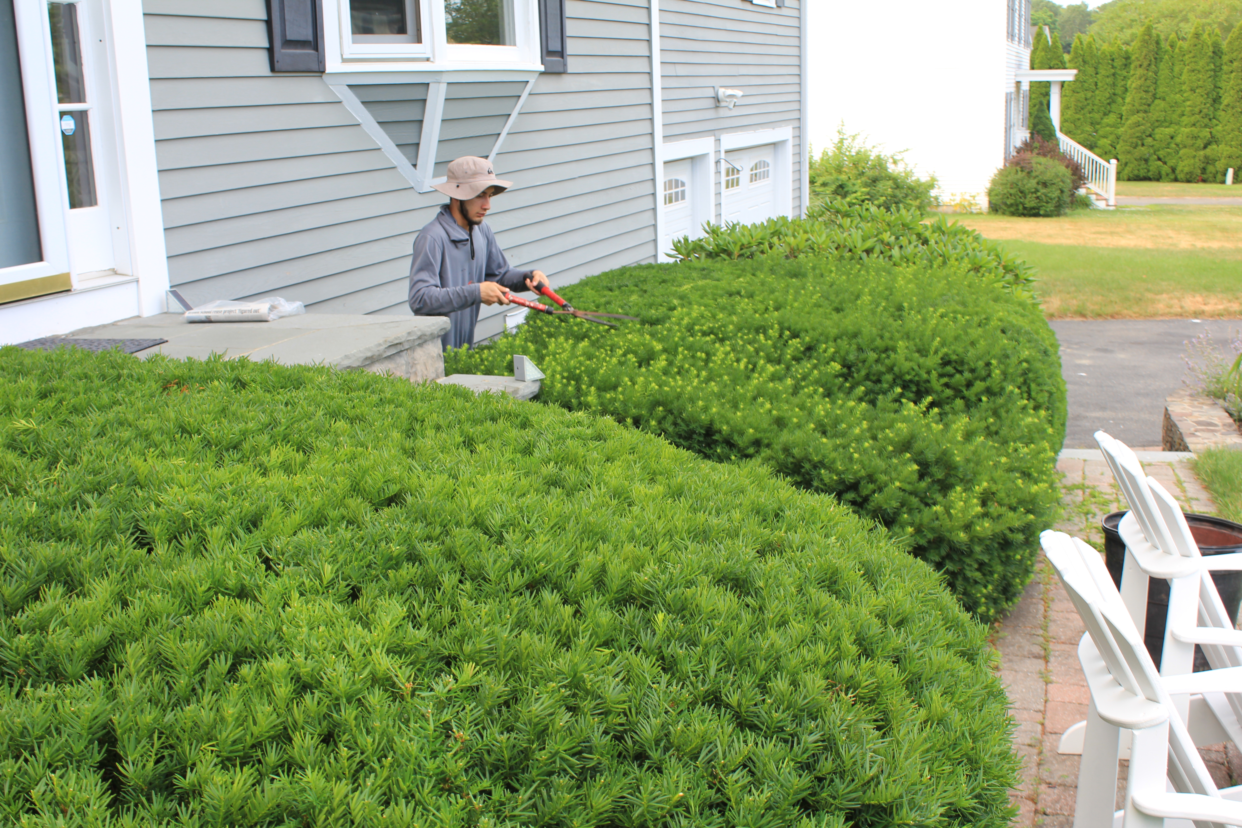 Expert pruning boxwood hedge yew shrub select hand pruning maintenance and care garden Newbury ma