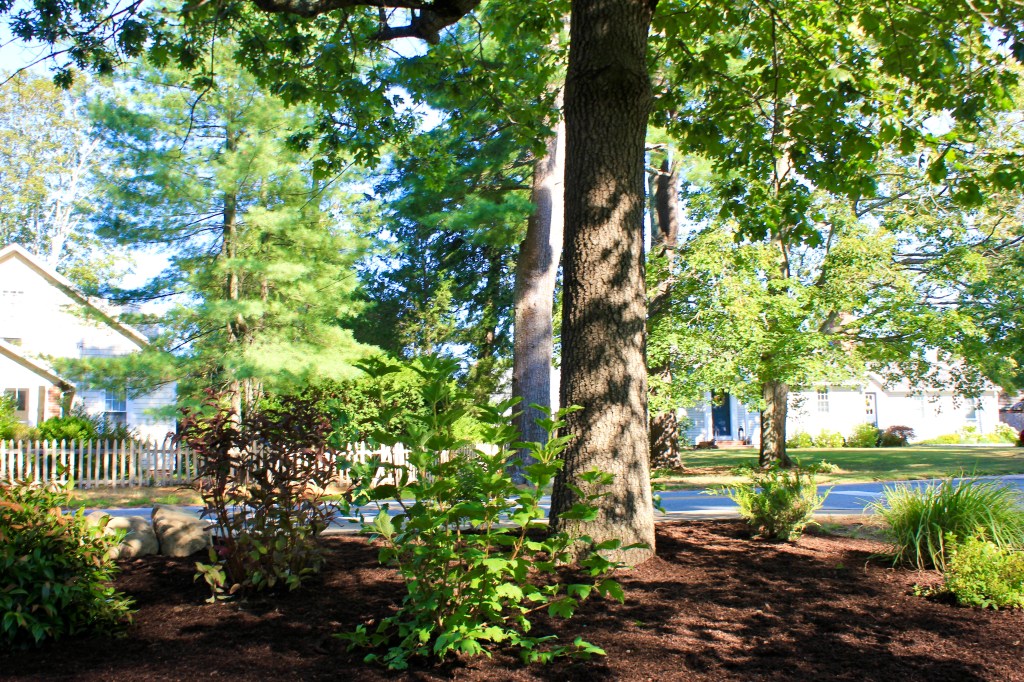 Volunteer garden Newburyport ma jmj gardens landscaping