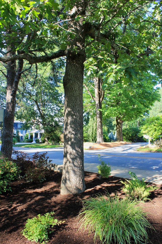 Volunteer garden Newburyport ma jmj gardens landscaping