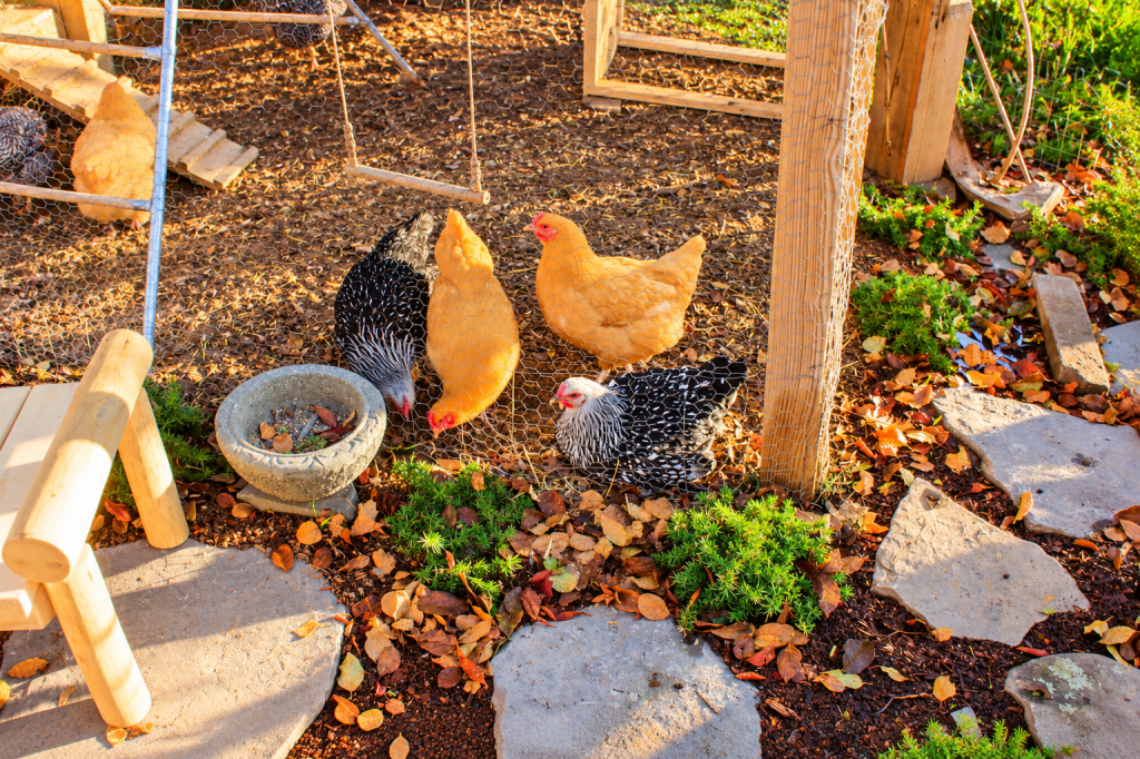 Custom cedar chicken run with secure wire fencing, integrated garden landscaping, and free-ranging hens in a backyard setting by JMJ Gardens.