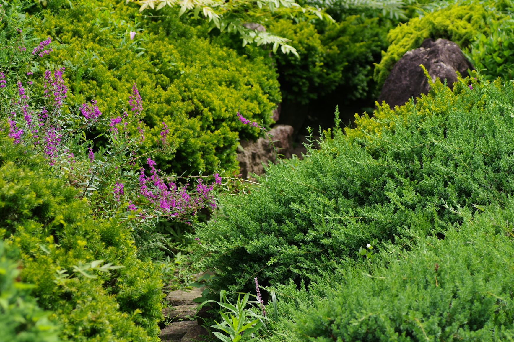 Evergreen planting New England landscape Newburyport ma
