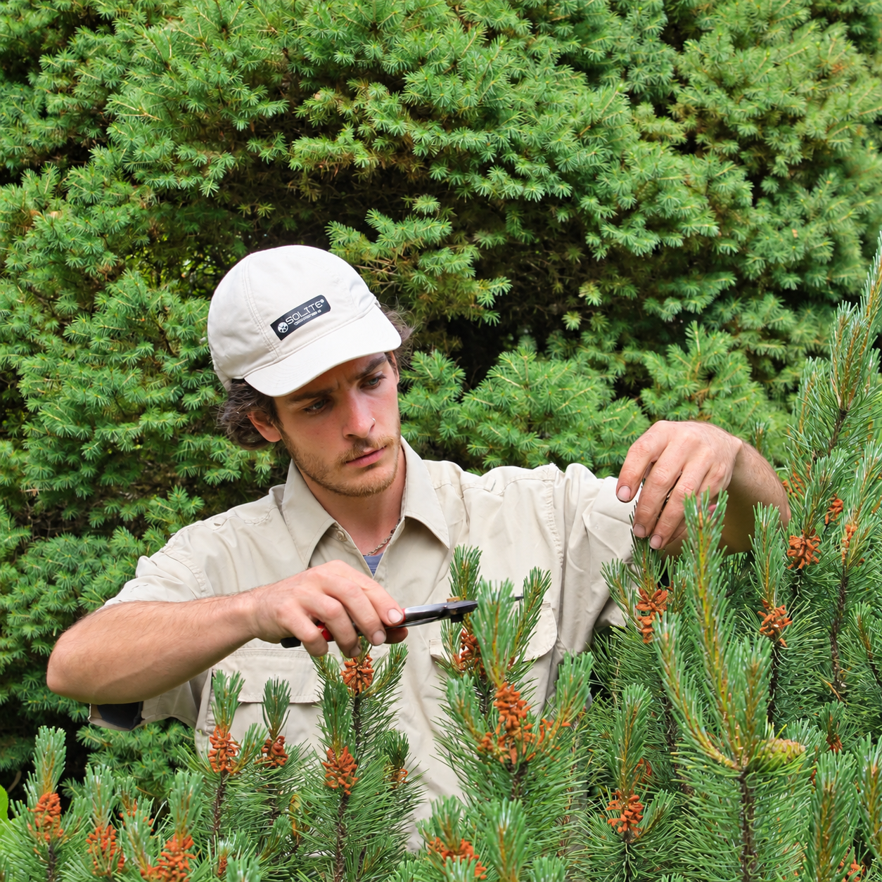 Justin Jewett, owner of JMJ Gardens, carefully pruning an evergreen tree surrounded by dense green landscaping.